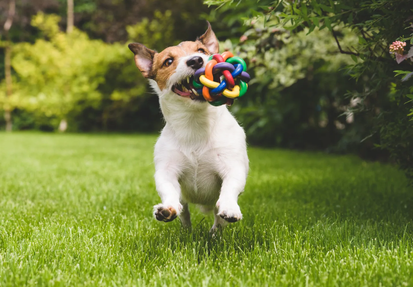 The Best Toys for Active Dogs