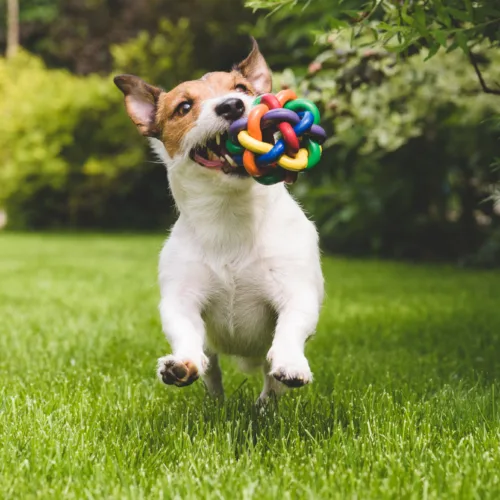 The Best Toys for Active Dogs